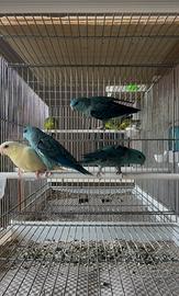 Parrocchetti barrati