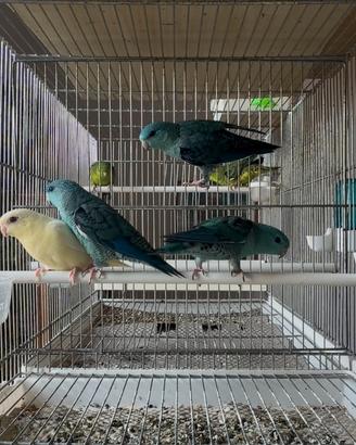 Parrocchetti barrati