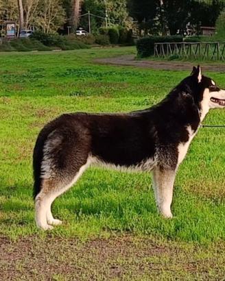 Splendida Femmina Siberian Husky