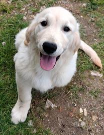Golden retriever maschio