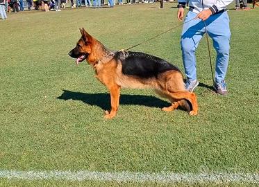 Cucciolona di pastore tedesco