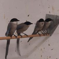 Uccelli , ciuffolotti, cardellini , estrildidi