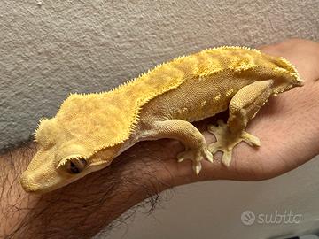 Geco ciliatus