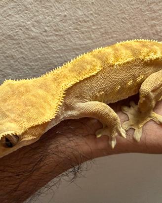Geco ciliatus