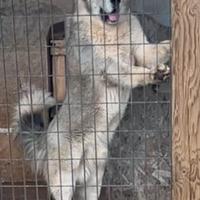 Pastore dell'Asia centrale (Alabai)