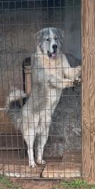 Pastore dell'Asia centrale (Alabai)