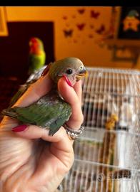 Inseparabili allevati a mano
