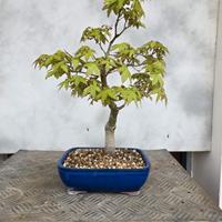 bonsai acero Yamamomiji 