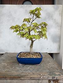 bonsai acero Yamamomiji 