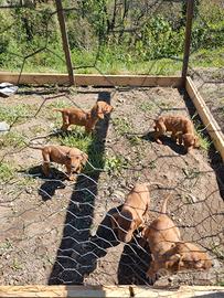 Cuccioli di segugio dell'Appennino