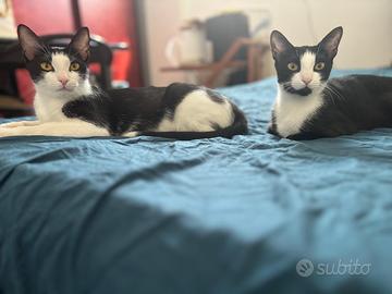 Casa nuova per due dolcissime gattine