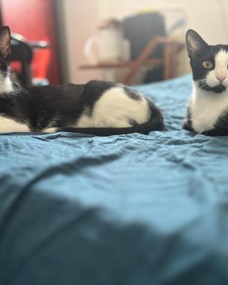 Casa nuova per due dolcissime gattine