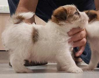 Jack russel terrier pelo lungo