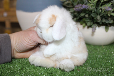 Coniglio nano minilop