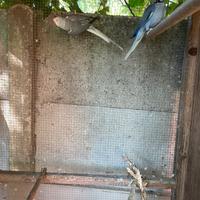 Parrocchetti dal collare cleartail