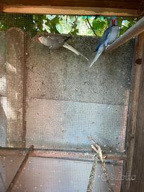 Parrocchetti dal collare cleartail