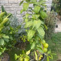 Pianta di pomelo in vaso