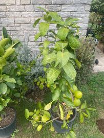 Pianta di pomelo in vaso