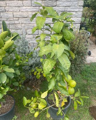 Pianta di pomelo in vaso