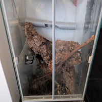 Coppia di gechi ciliatus con terrario