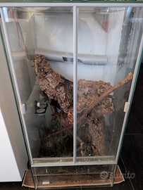 Coppia di gechi ciliatus con terrario