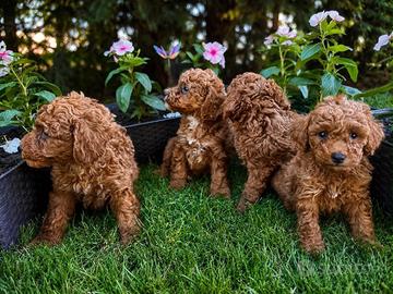 Cuccioli Barboncini TOY