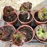Semprevivo Aeonium Pianta Grassa 6 pz.