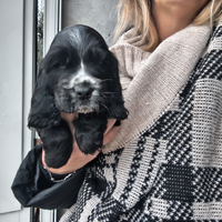 Cocker spaniel inglesi con pedigree