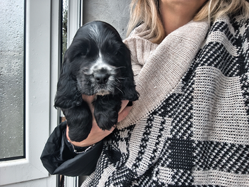 Cocker spaniel inglesi con pedigree