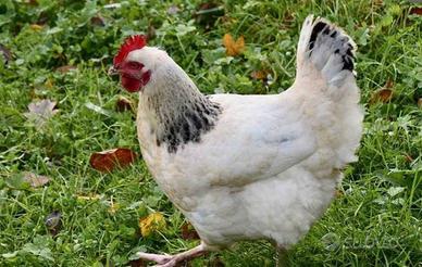 Galline