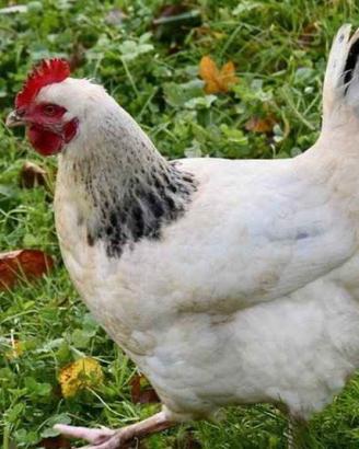 Galline