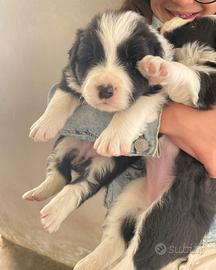 Border collie con pedigree
