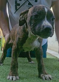 Pitbull