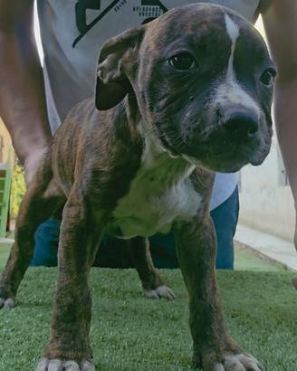 Pitbull