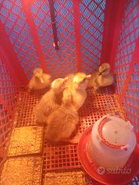 Anatroccoli di oca bianca