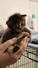 Cucciola di Maine Coon con pedigree