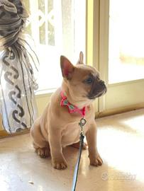 Cucciola di Bulldog francese