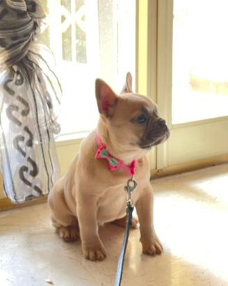 Cucciola di Bulldog francese