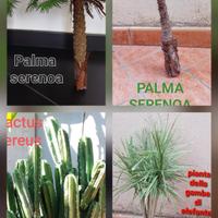 piante per presepi e diorami