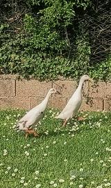 Anatre indian runner / corritrici femmine