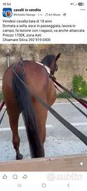 Cavalla 