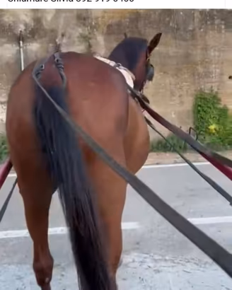 Cavalla 