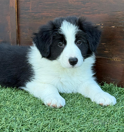 Cuccioli Border Collie con Pedigree Enci