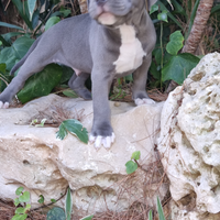 Cuccioli Amstaff Blu in Puglia con pedigree