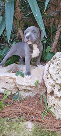 Cuccioli Amstaff Blu in Puglia con pedigree