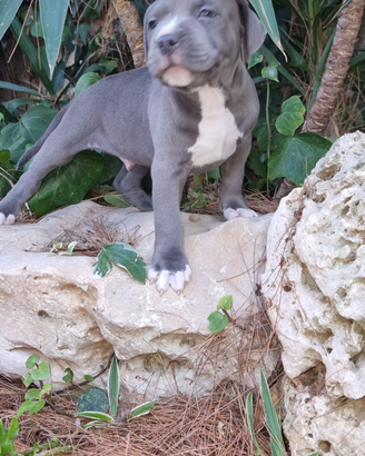 Cuccioli Amstaff Blu in Puglia con pedigree