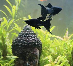 Poecilia Sphenops black Molly coda a lyra