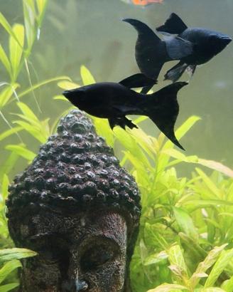Poecilia Sphenops black Molly coda a lyra
