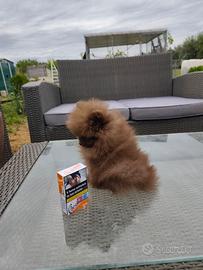 Volpino di Pomerania Cioccolato