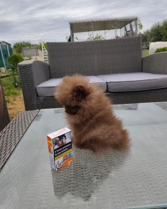 Volpino di Pomerania Cioccolato